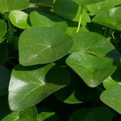 The Ultimate Guide to Cepharanthine (CAS 481-49-2): From Ancient Vine to COVID-19 Hype and Beyond